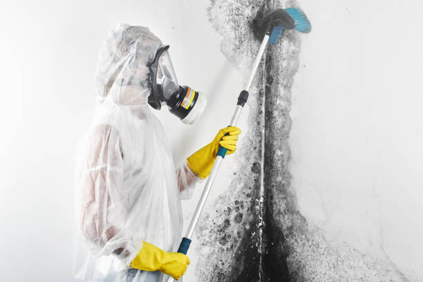 Best Black Mold Removal  in Robbins, IL